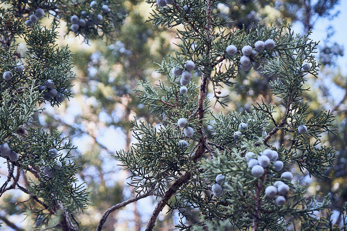 ジュニパーベリー（juniper berry)