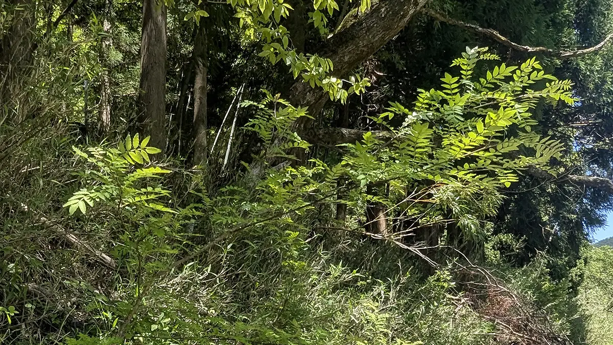 山椒